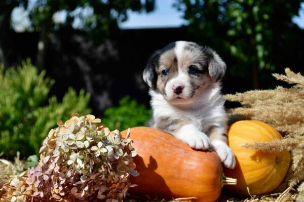 Amina Welsh Corgi