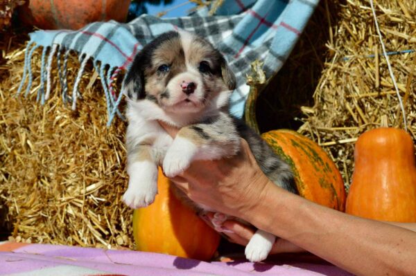 Amina Welsh Corgi