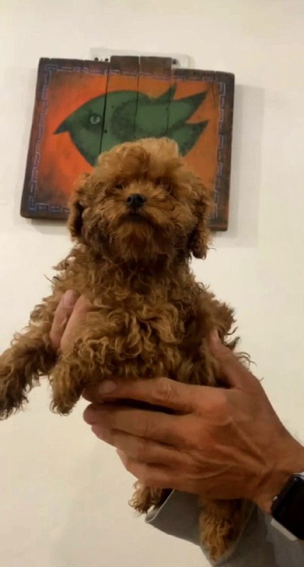 Amira Toy Poodle