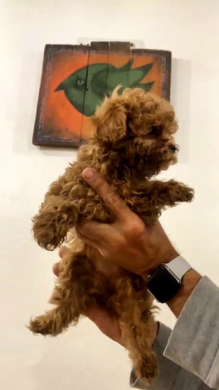 Amira Toy Poodle