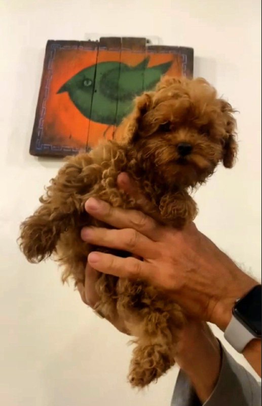 Amira Toy Poodle