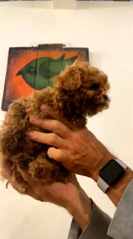 Amira Toy Poodle