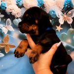 Archibald-male-doberman-puppy-for-sale-1 (1)