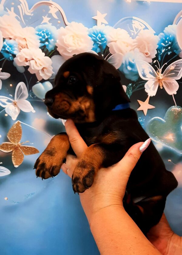 Archibald Dobermann