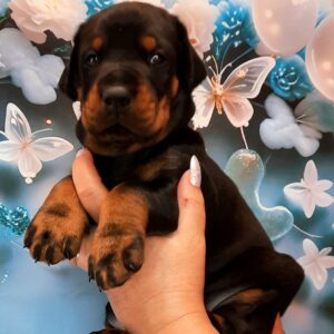 Archibald Dobermann
