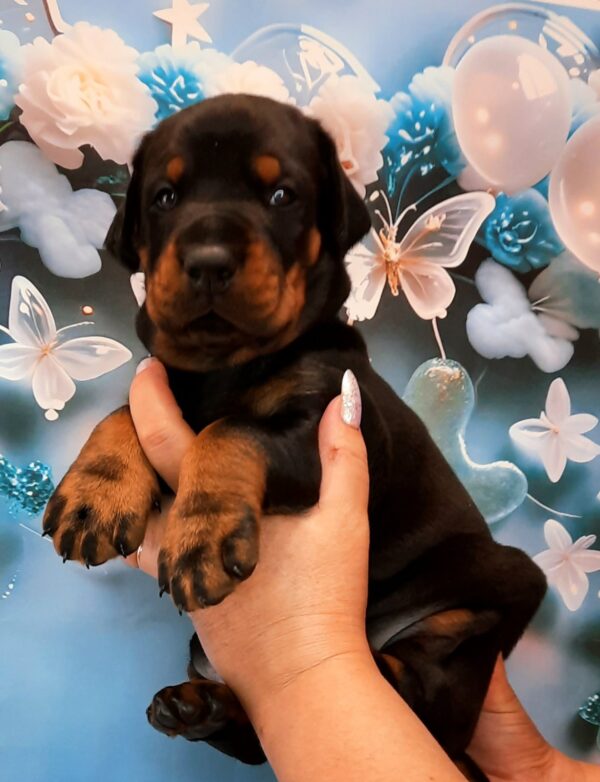 Archibald Dobermann