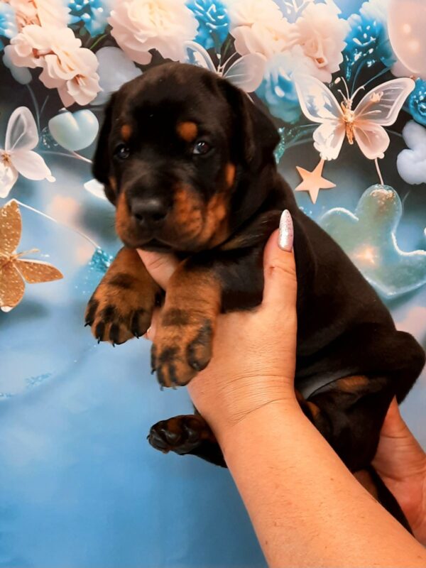 Archibald Dobermann