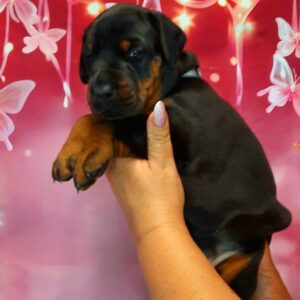 Arleta Dobermann