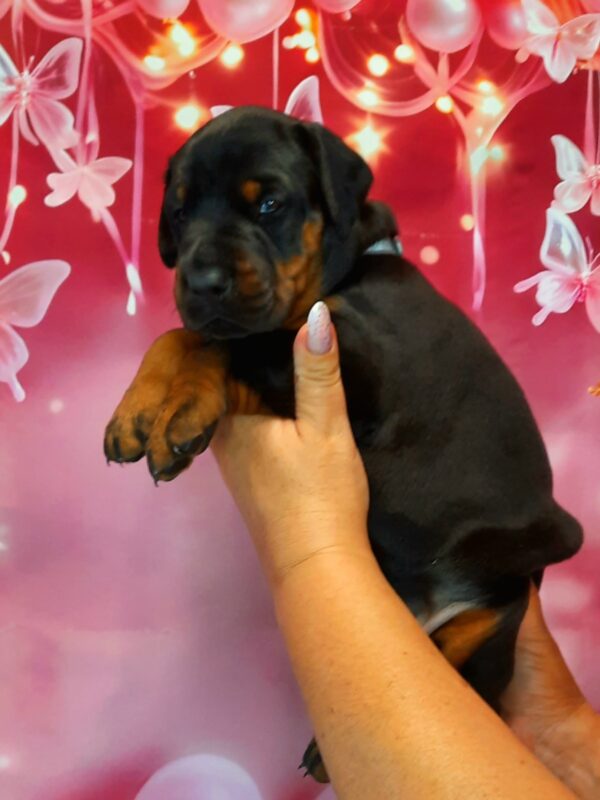 Arleta Dobermann