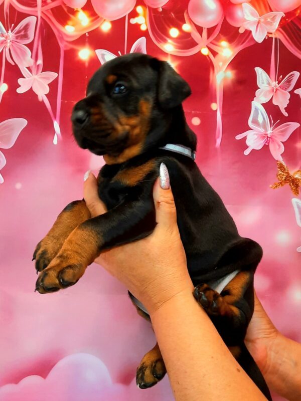 Arleta Dobermann