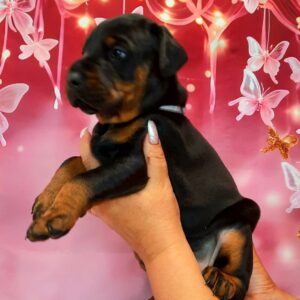 Arleta Dobermann