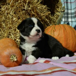 Arleta Welsh Corgi