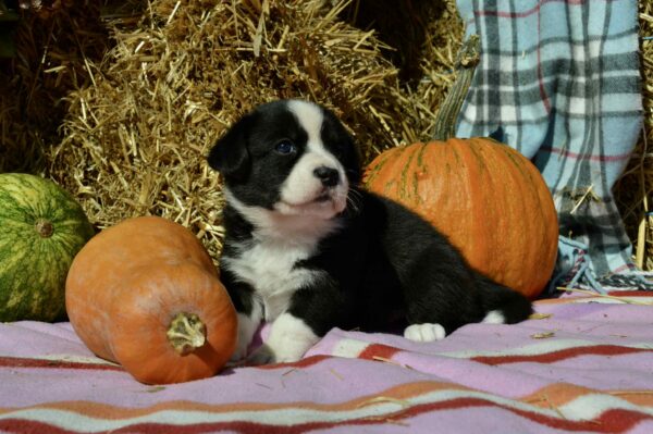 Arleta Welsh Corgi