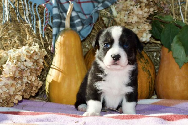 Arleta Welsh Corgi