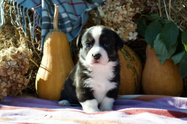 Arleta Welsh Corgi