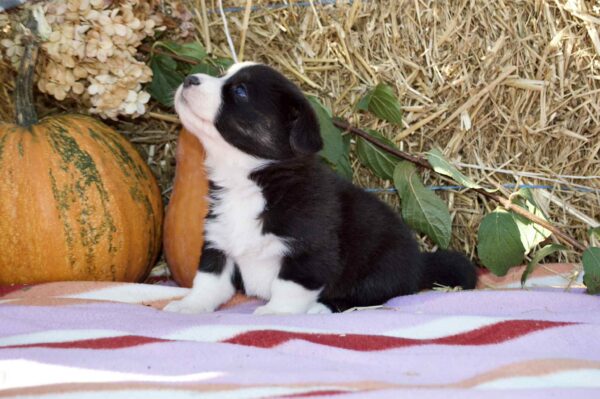 Arleta Welsh Corgi
