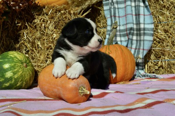 Arleta Welsh Corgi