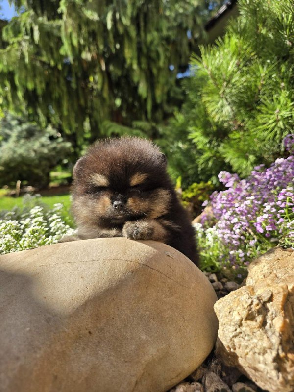 Armey Pomeranian