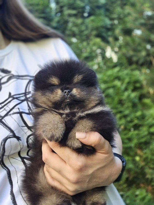 Armey Pomeranian