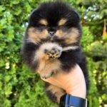 Darling Pomeranian