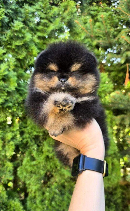 Armey Pomeranian