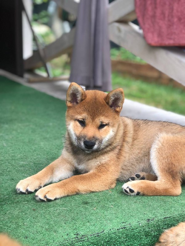 Asana Shiba Inu