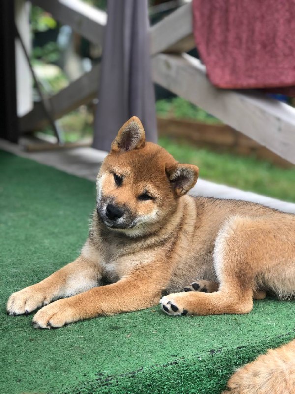 Asana Shiba Inu
