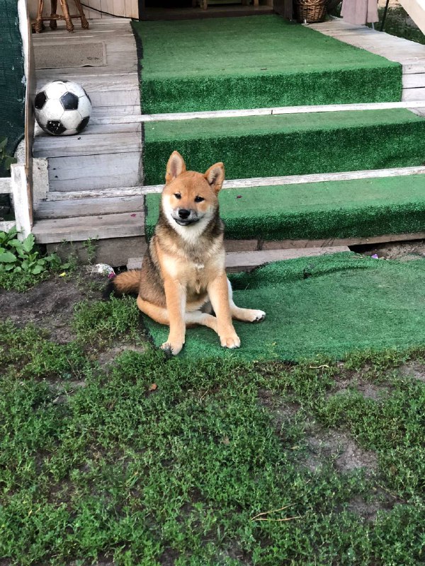 Asana Shiba Inu
