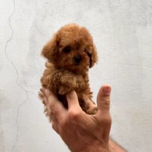 Asola Toy Poodle