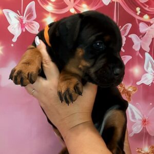 Assol Dobermann