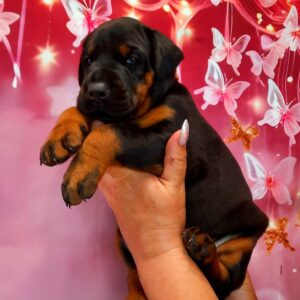 Assol Dobermann