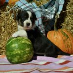 Arleta Welsh Corgi
