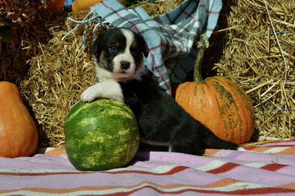 Ayrin Welsh Corgi