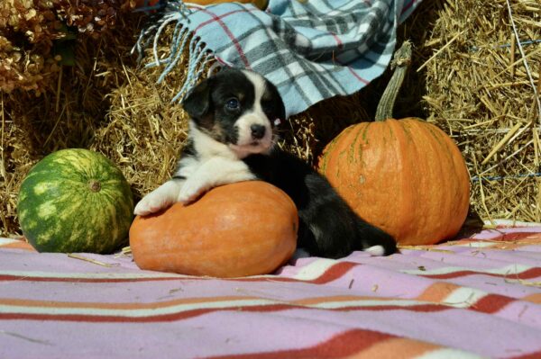 Ayrin Welsh Corgi