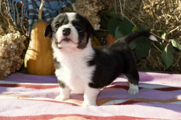Ayrin Welsh Corgi