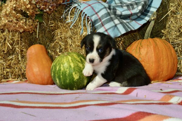 Ayrin Welsh Corgi