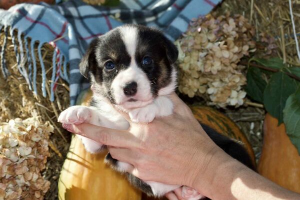 Ayrin Welsh Corgi