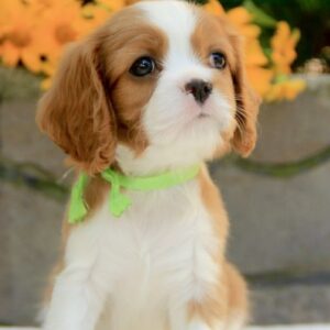 Badi Cavalier King Charles Spaniel