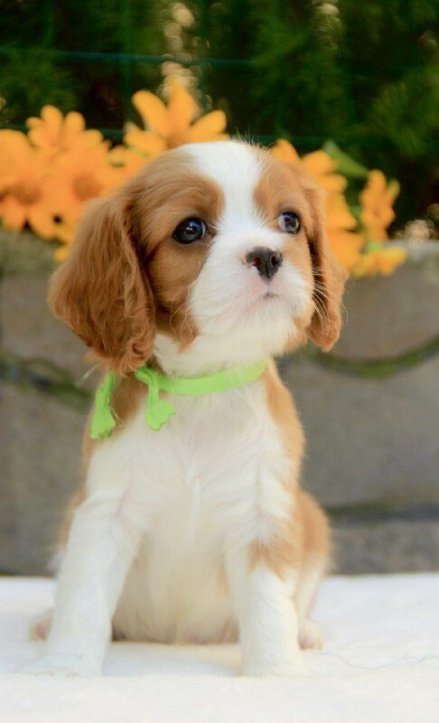 Badi Cavalier King Charles Spaniel