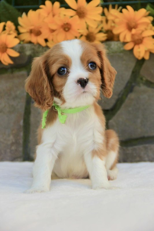 Badi Cavalier King Charles Spaniel