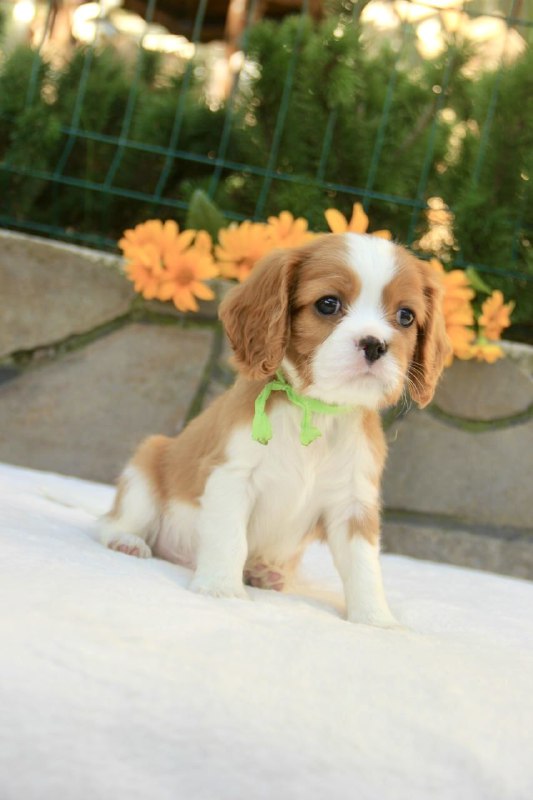 Badi Cavalier King Charles Spaniel