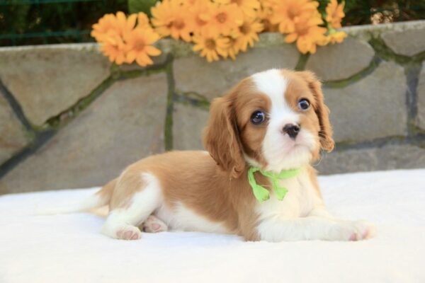 Badi Cavalier King Charles Spaniel