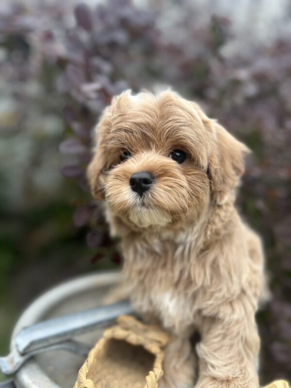 Baloo Maltipoo