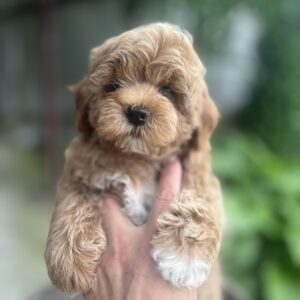 Baloo Maltipoo