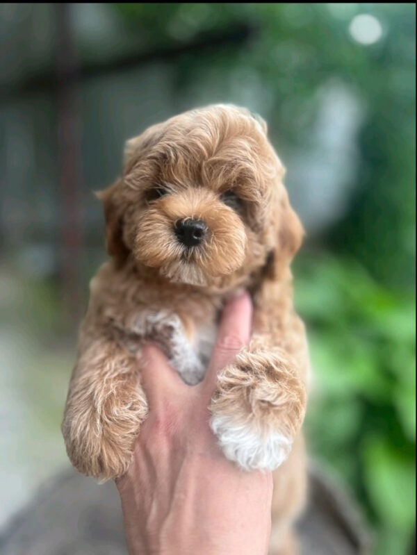 Baloo Maltipoo