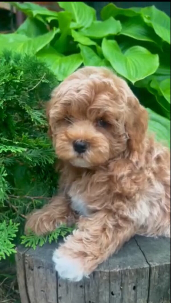 Baloo Maltipoo