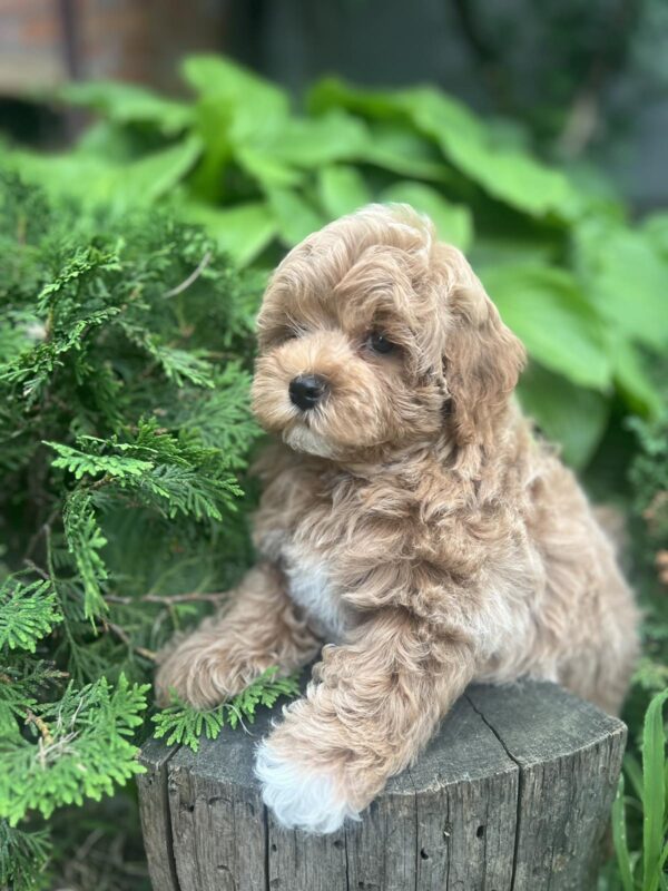 Baloo Maltipoo