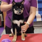 Dayo Shiba Inu