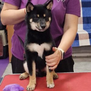 Banzai Shiba Inu