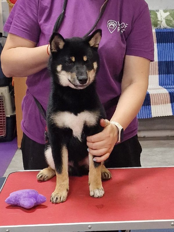 Banzai Shiba Inu